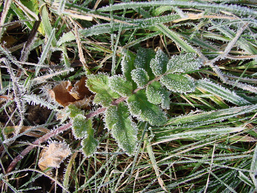 frost