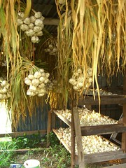 Garlic Hanging