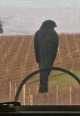 Hawk?