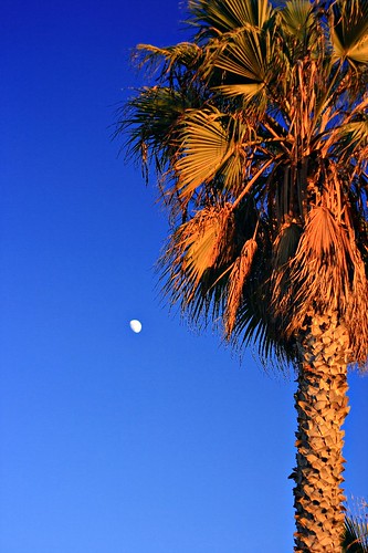 moon palm