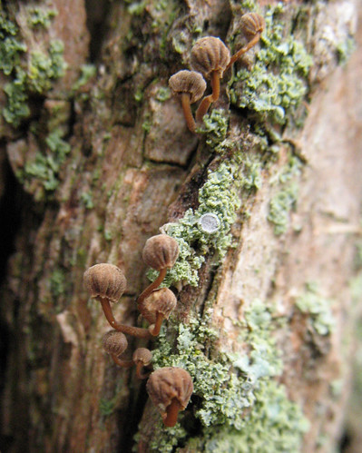 minute mushrooms