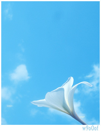 bluish