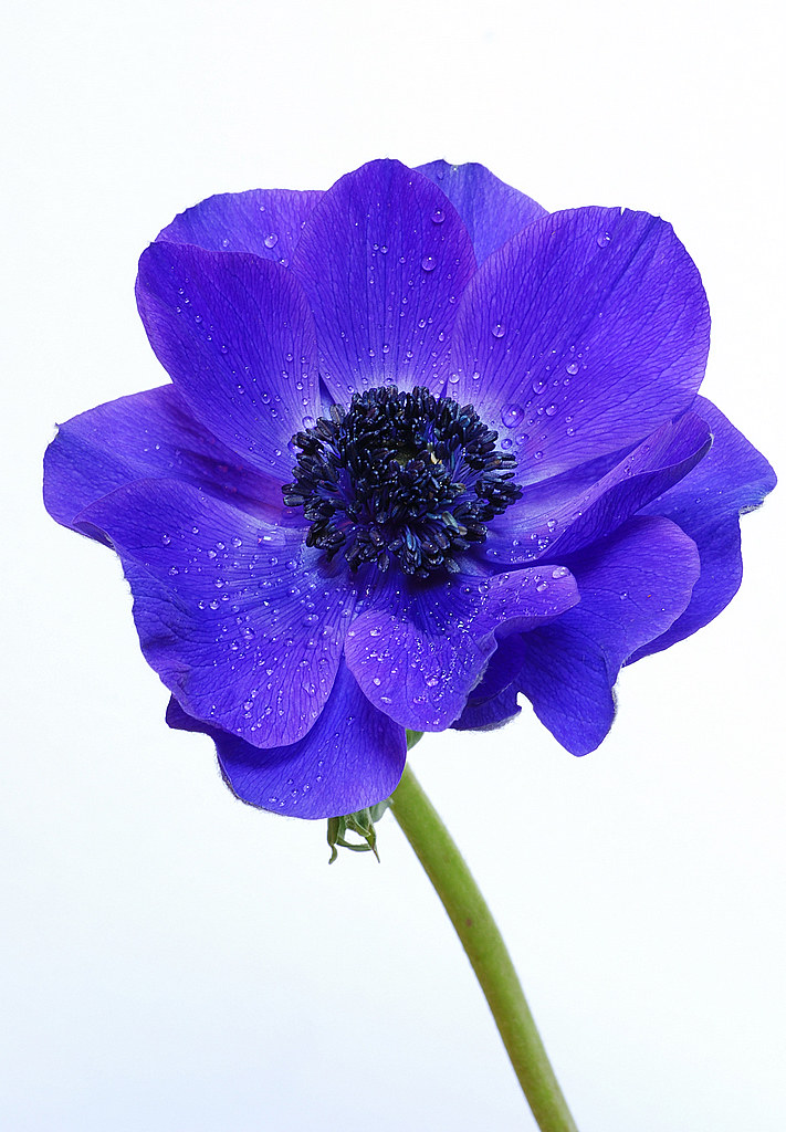 Anemone