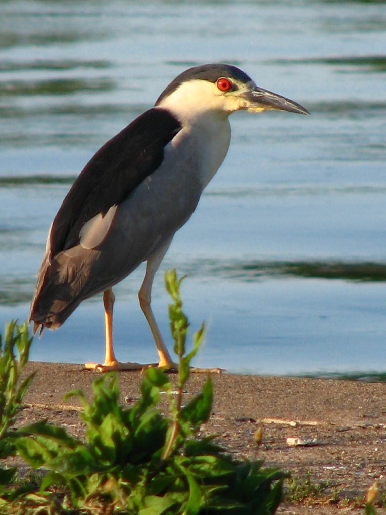 Black-Crowned Night Heron