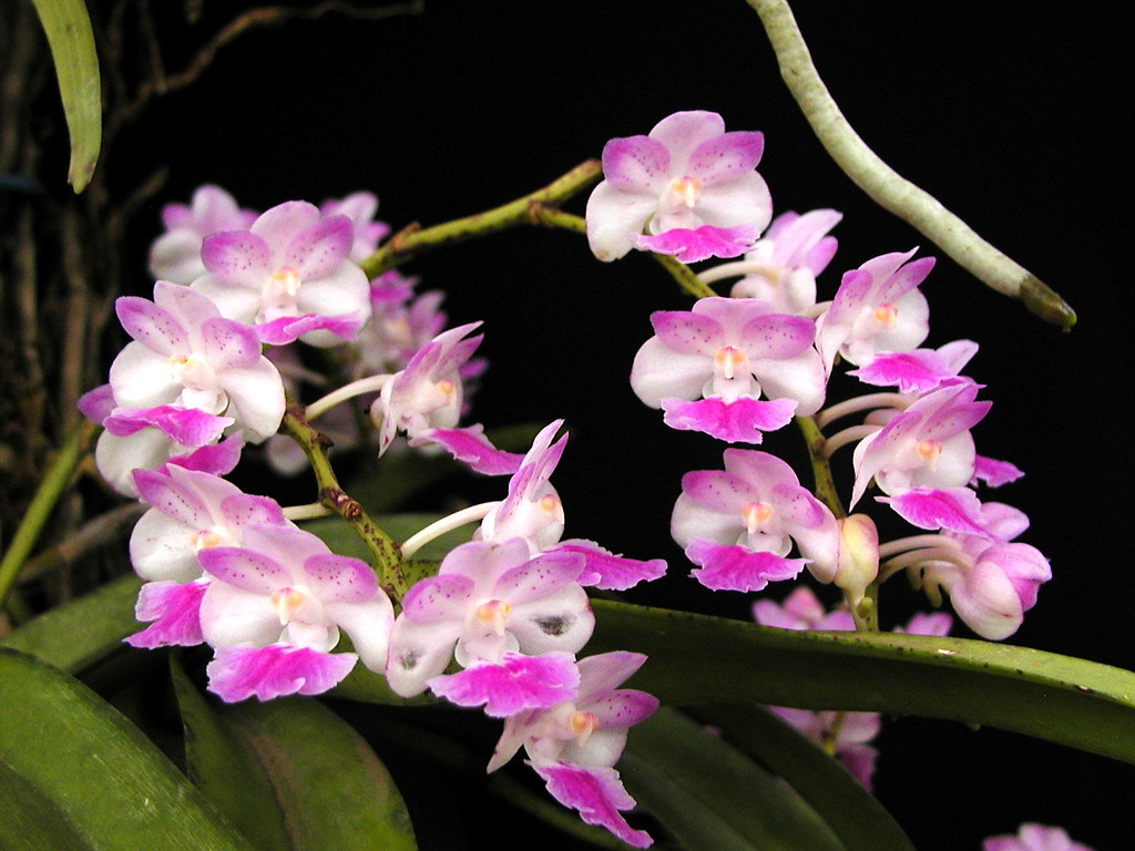 wild orchid