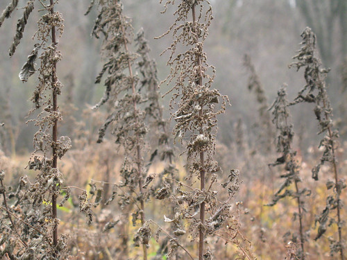 nettles