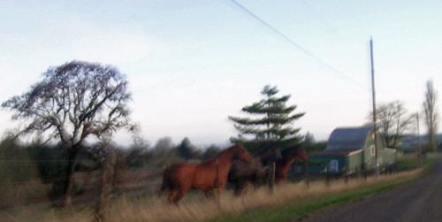 Horses