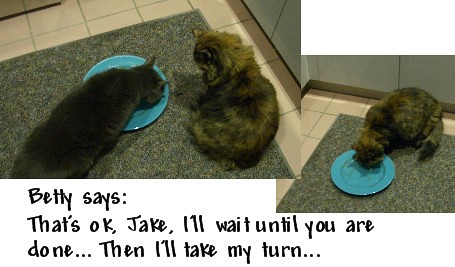 Licking the plate