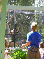 Spider Monkey's Entertained