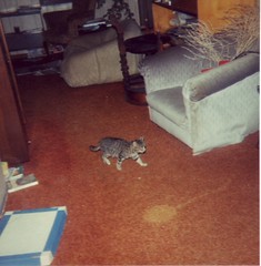Muffin in living room.