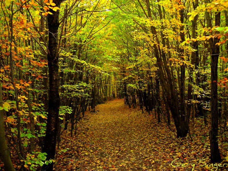Autumn Dream