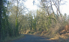 Calkins Lane