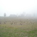 DSCN3011