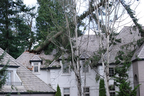 Ouch!  Tree on the roof