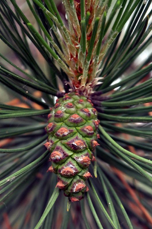 Pine