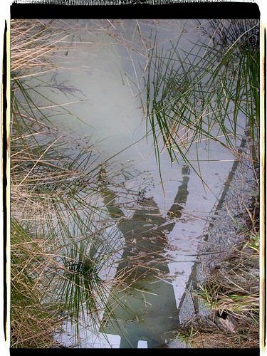 laurareflected border copy