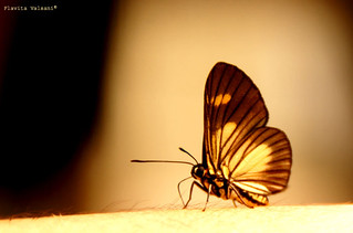 Fly butterfly