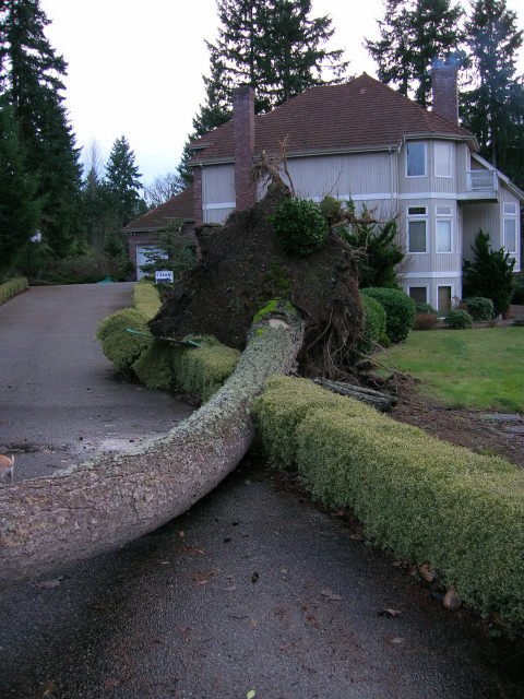 fallen tree blocking driveway, Gainesville FL