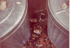 Unknown kittens