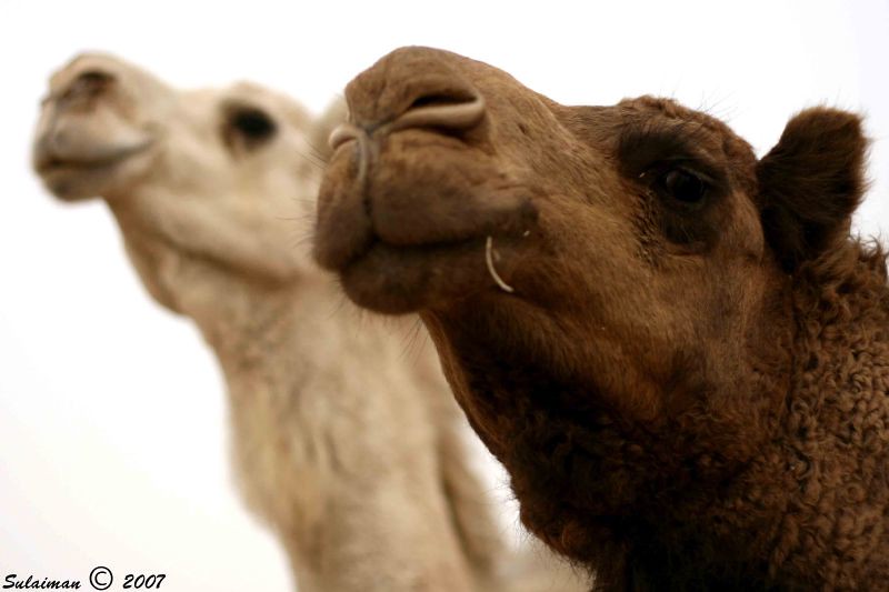 Our Camel ... Lovely Camel..