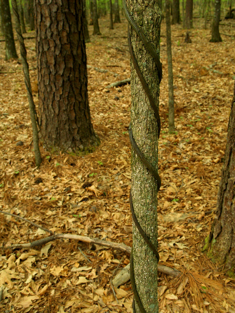 Entwined vine