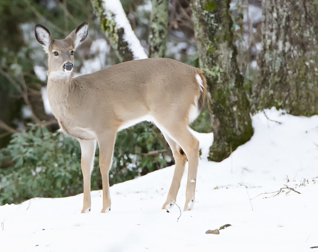 White tail deer