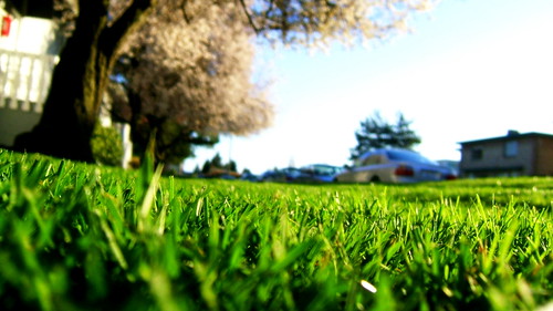 Springtime lawn (Blood, sweat and tears of Uncle Su) Springtime lawn (Blood, sweat and tears of Uncle Su)