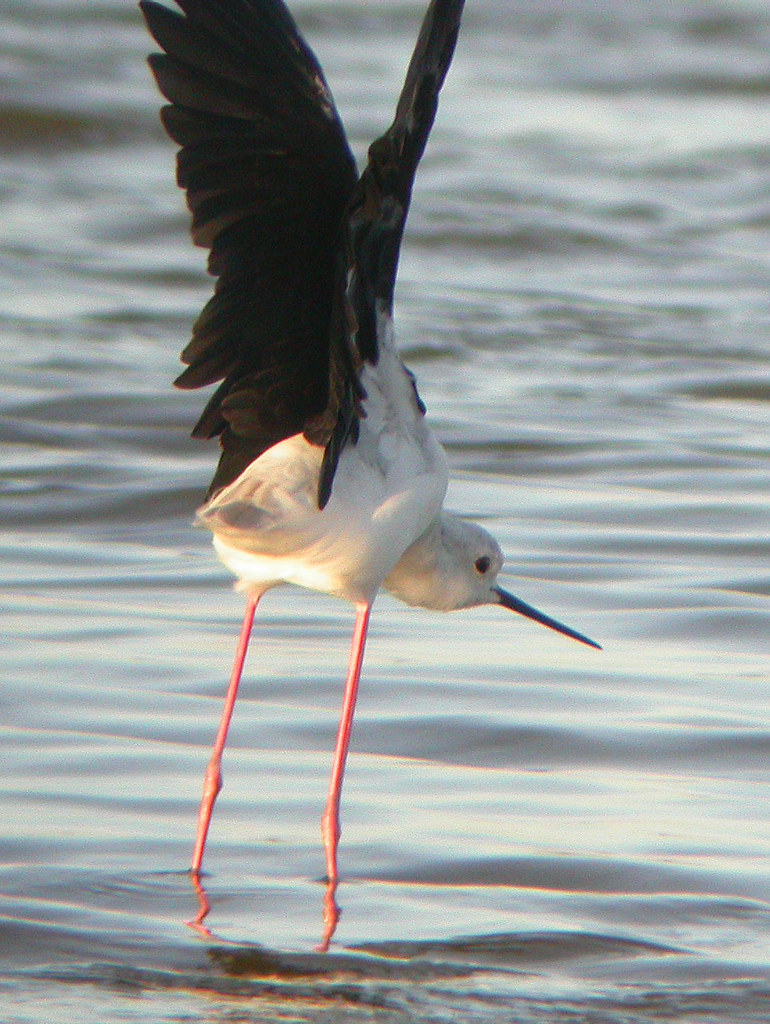 Black-winged Stilt, Titchwell (Norfolk), 9-Sep-04