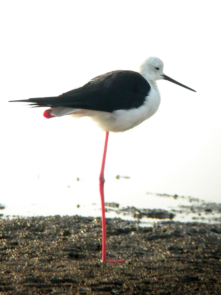 Black-winged Stilt, Titchwell (Norfolk), 11-Aug-04