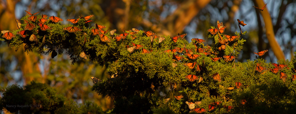 Overwintering monarch butterflies