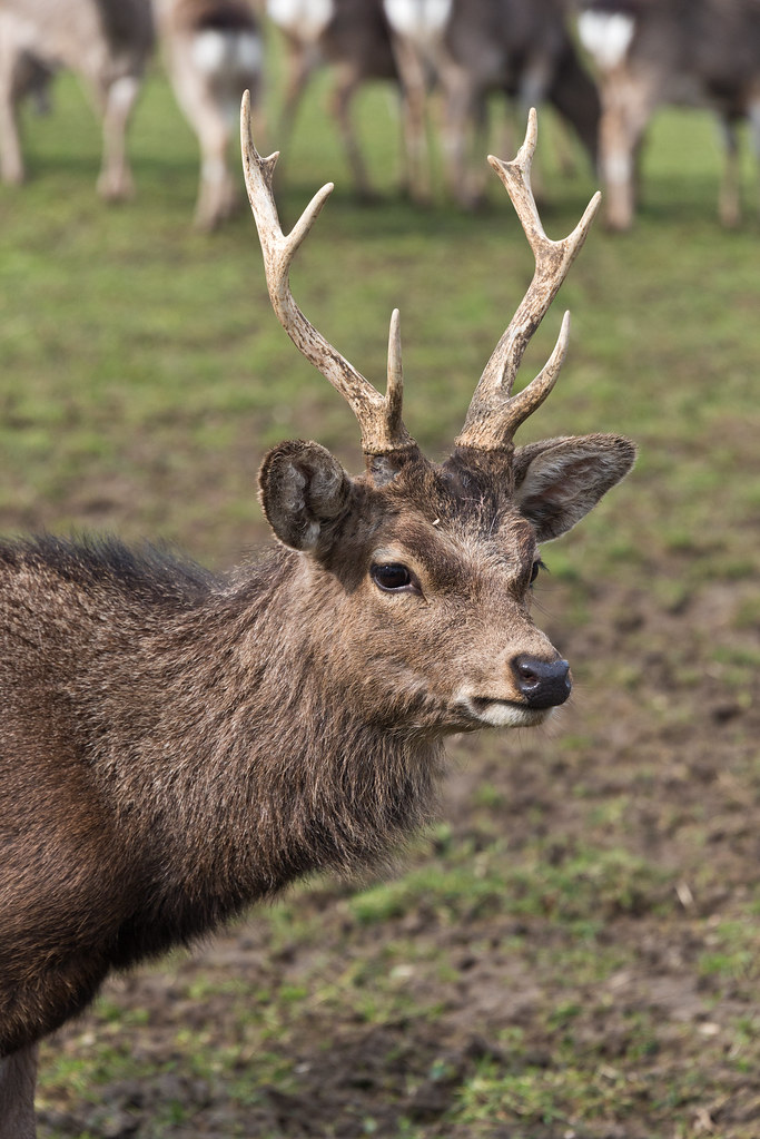 110 South West Deer Rescue Centre