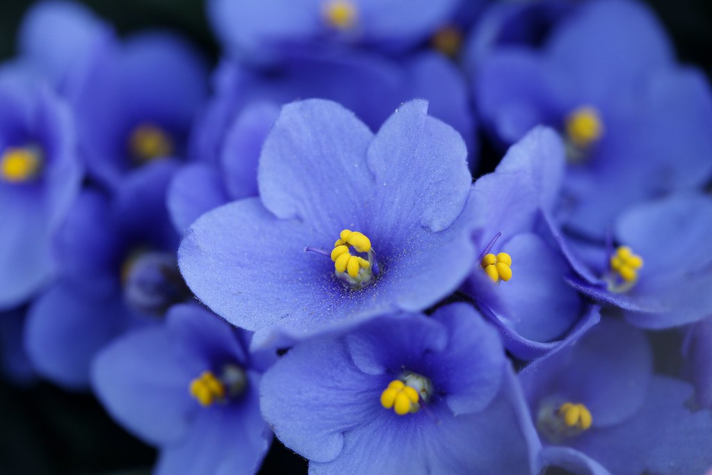 Happy Easter to all my Flickr Friends.:)