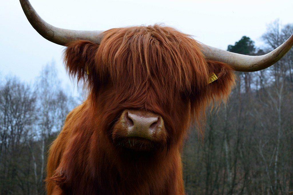 Highland Cattle