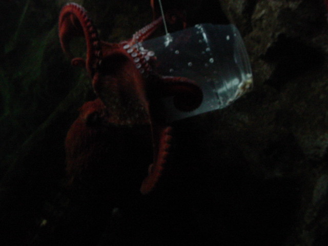 Octopus