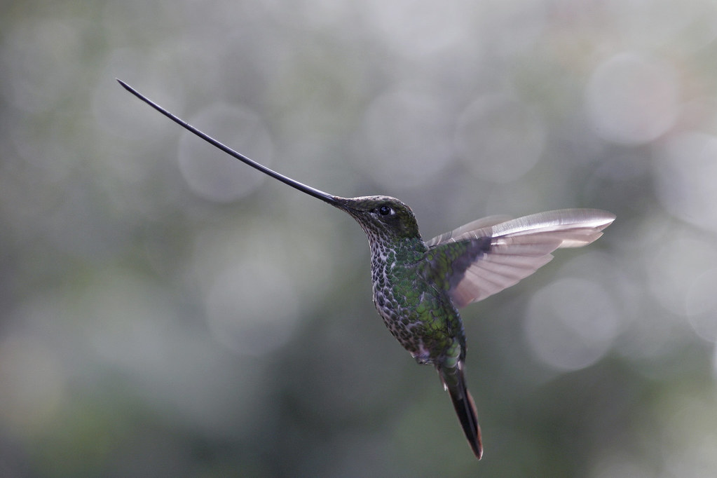 Sword-billed Hummingbird, female