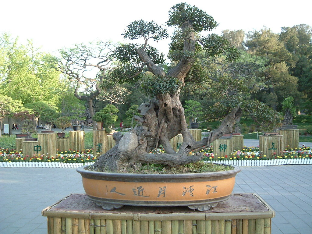 Beijing, Forbidden City, Bonsai