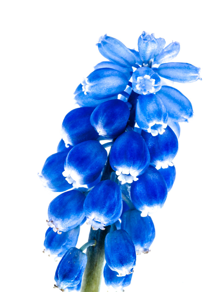 Traubenhyazinthe