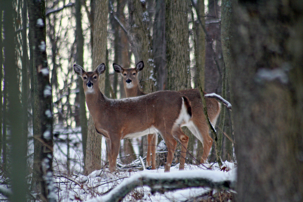 Whitetail Deer