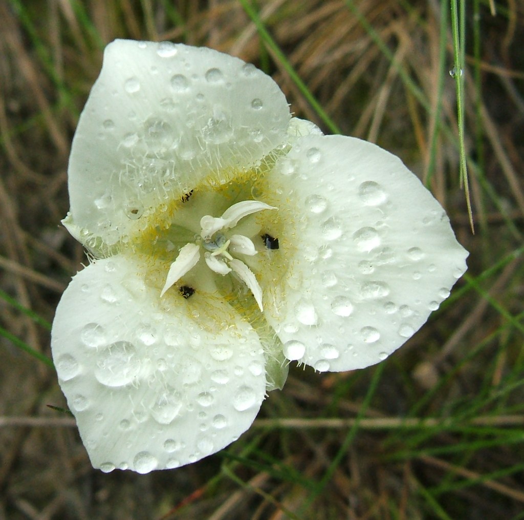 trillium