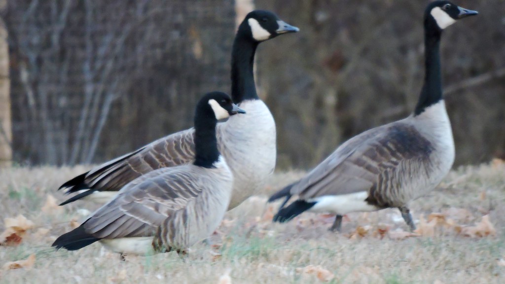 Cackling Goose (Richardson's) -- 20160111-01