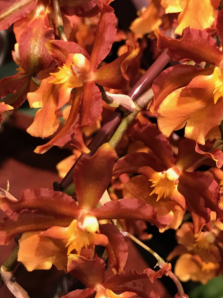 Orchids In Shades Of Orange And Beige