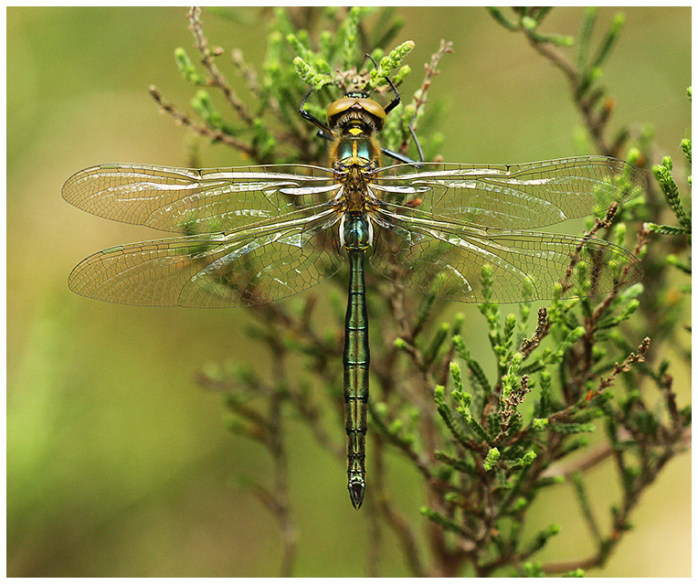 Brilliant Emerald (Somatochlora metallica) - teneral male, Thursley Common, 2/6/18