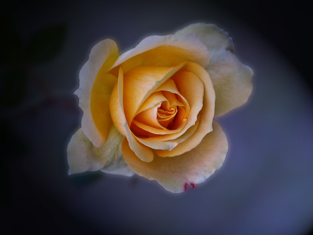 Winter Rose