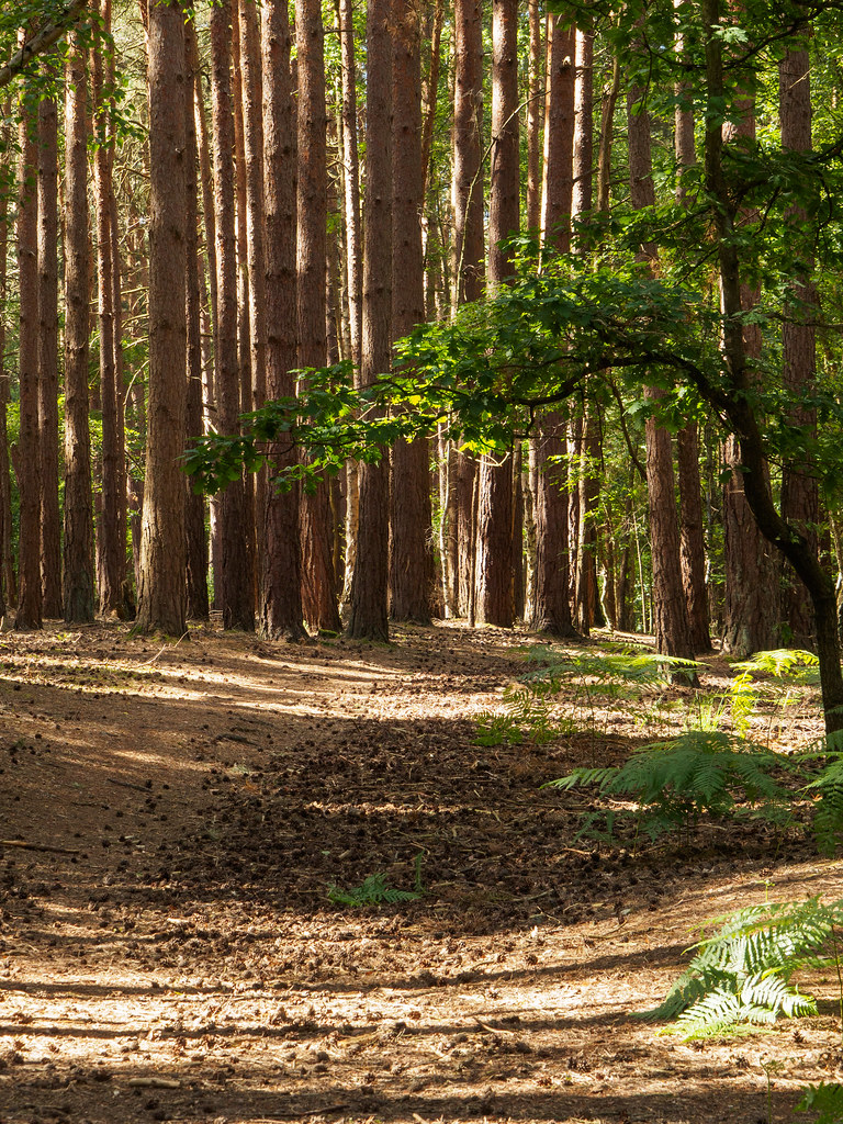 Horsell Common-E6230136