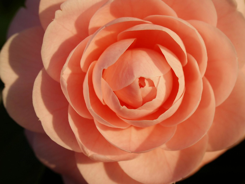 dreaming pink