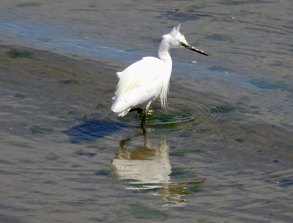 Little Egret, Harbour, Penzance 16 August 2018