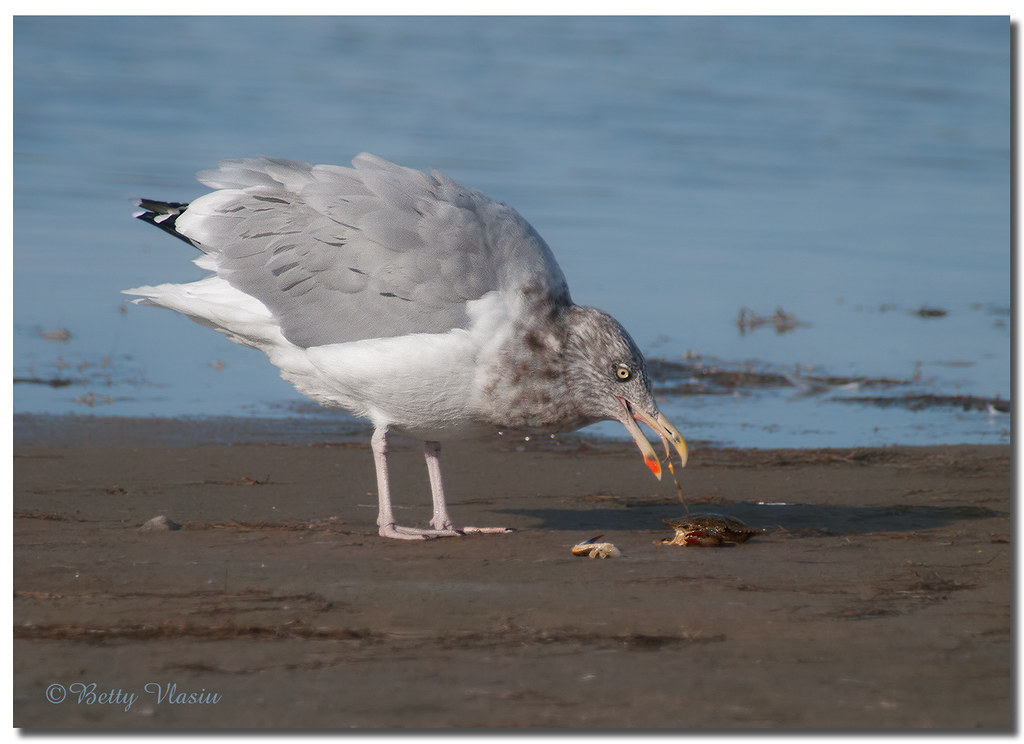 American Herring Gull