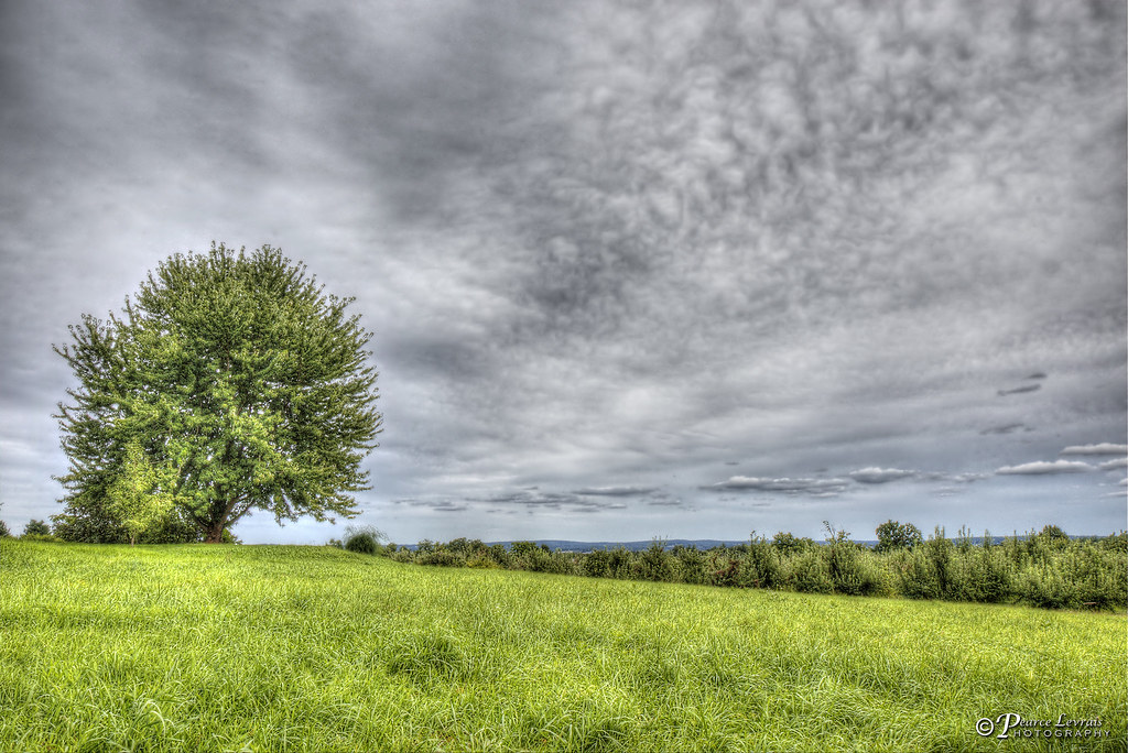 The View Of Trees