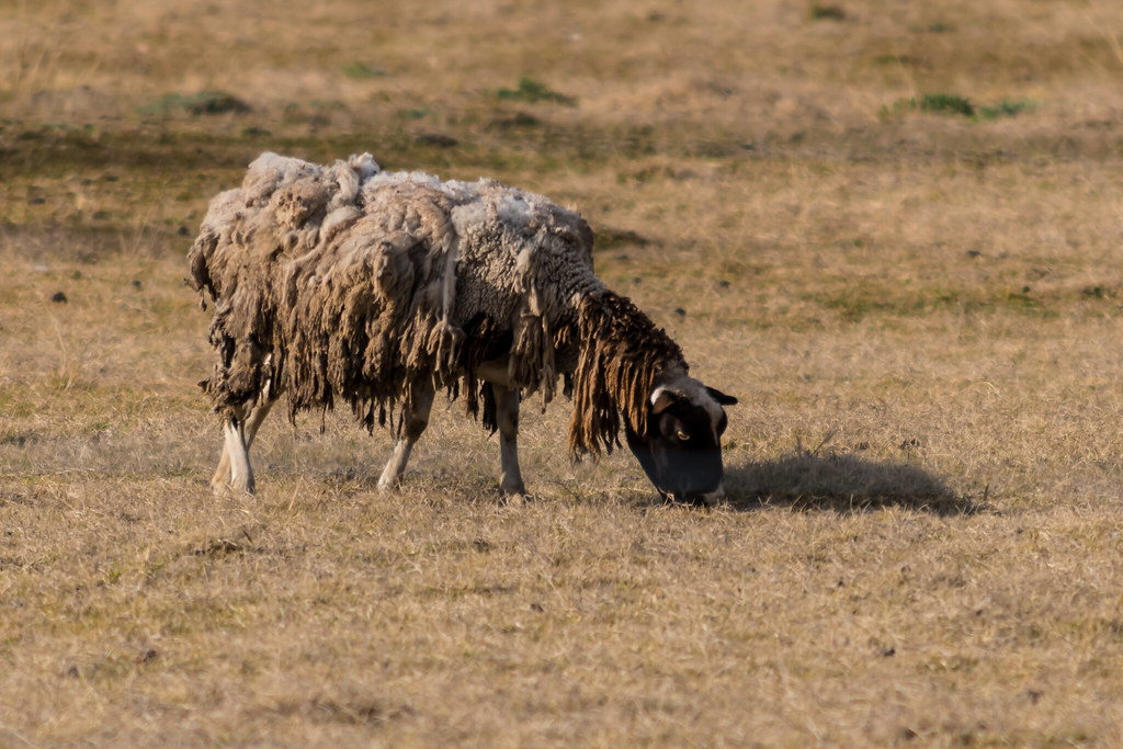 Black faced sheep
