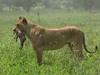 Tanzanie - Lionne et bébé phacochère